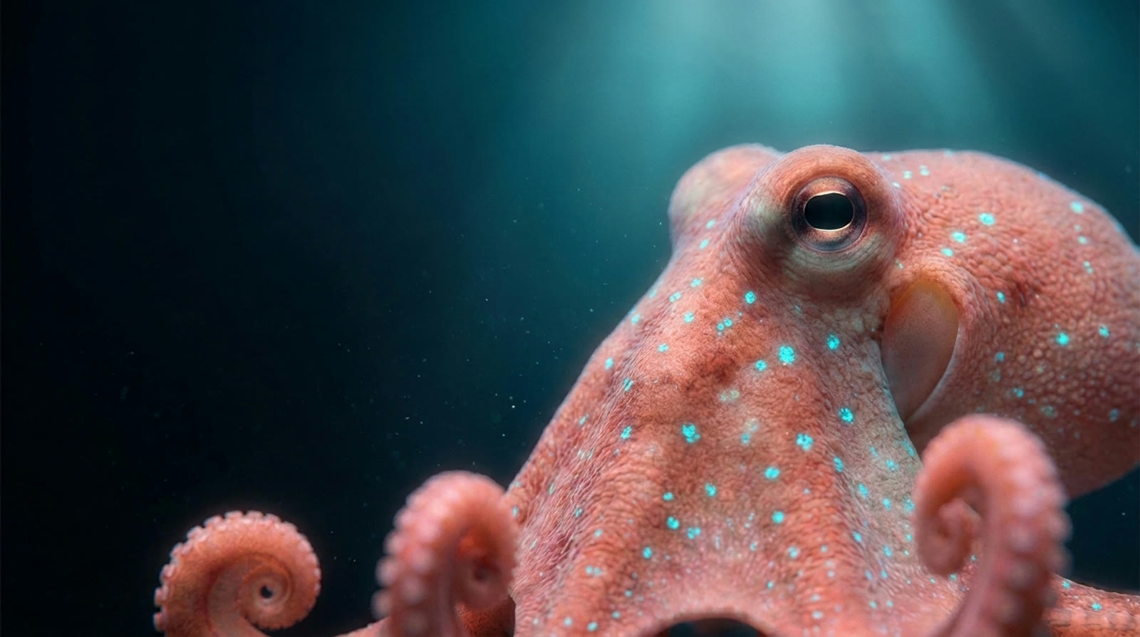 Toni: a coral-pink octopus with glowing cyan freckles, looking into the camera